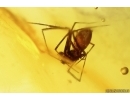 Spider Araneae Linyphiidae, Leafhopper Cicadellidae, Whitefly Aleyrodidae and More. Fossil inclusions Baltic amber stone #12795