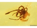 True midge Chironomidae and Mite Acari. Fossil insects in Baltic amber #12804