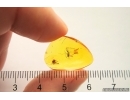 True midge Chironomidae and Mite Acari. Fossil insects in Baltic amber #12804