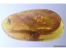 Nice Dance fly Empididae and Stalactite. Fossil inclusions Baltic amber #12824