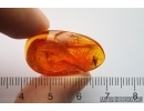 Nice Dance fly Empididae and Stalactite. Fossil inclusions Baltic amber #12824