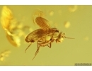 Centipede Lithobiidae with Coprolite and Long-legged fly Dolichopodidae. Fossil inclusions Baltic amber #12825