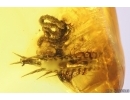 Centipede Lithobiidae with Coprolite and Long-legged fly Dolichopodidae. Fossil inclusions Baltic amber #12825