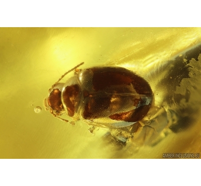 Nice Marsh Beetle Scirtidae. Fossil insect in Baltic amber #12835