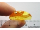 Nice Marsh Beetle Scirtidae. Fossil insect in Baltic amber #12835