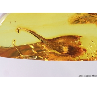 Nice 15mm  Leaf. Fossil inclusion in Baltic amber #12843