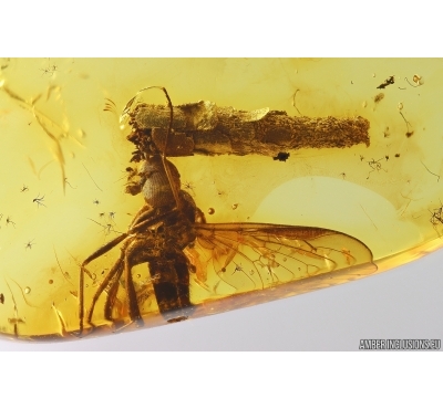 Rare scene: Caterpillar Case Lepidoptera and Snipe Fly Rhagionidae. Fossil inclusions Baltic amber #12849
