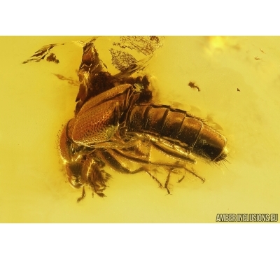 Rove beetle Staphylinidae: Paederinae. Fossil insect in Baltic amber #12869