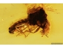 Rove beetle Staphylinidae: Paederinae. Fossil insect in Baltic amber #12869