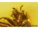 Rove beetle Staphylinidae: Paederinae. Fossil insect in Baltic amber #12869