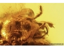 Rove beetle Staphylinidae: Paederinae. Fossil insect in Baltic amber #12869