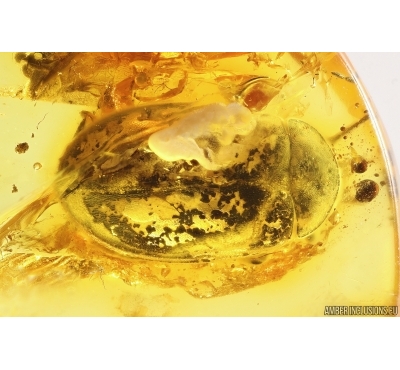 Beetle Coleoptera. Fossil insect Baltic amber #12870