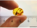Beetle Coleoptera. Fossil insect Baltic amber #12870