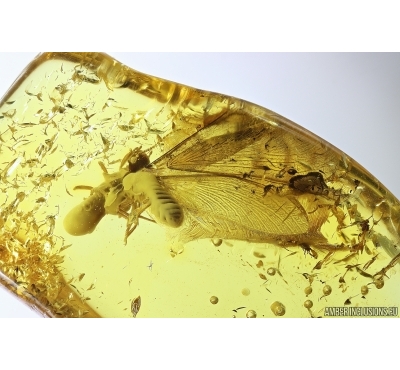 Two Termites Isoptera. Fossil inclusions Baltic amber #12882