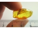 Two Termites Isoptera. Fossil inclusions Baltic amber #12882