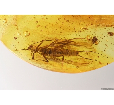 Nice Rare Stonefly Plecoptera. Fossil insect in Baltic amber #12883