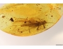 Nice Rare Stonefly Plecoptera. Fossil insect in Baltic amber #12883