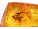 Leafhopper Cicadellidae. Fossil inclusion in Baltic amber #12890