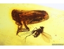 Rare Planthopper Fulgoromorpha Issidae and More. Fossil inclusions Baltic amber #12892