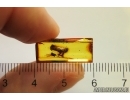 Rare Planthopper Hemiptera:Fulgoromorpha: Issidae and More. Fossil inclusions Baltic amber #12892