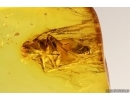 Planthopper Fulgoromorpha Cixiidae. Fossil inclusion Baltic amber #12898