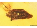 Planthopper Fulgoromorpha Achilidae. Fossil inclusion Baltic amber #12900