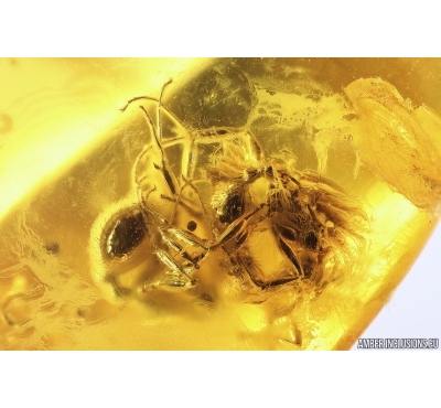 Rare Ant Formicidae Aphaenogaster sommerfeldti. Fossil inclusion Baltic amber #12903