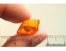 Rare Ant Formicidae Aphaenogaster sommerfeldti. Fossil inclusion Baltic amber #12903