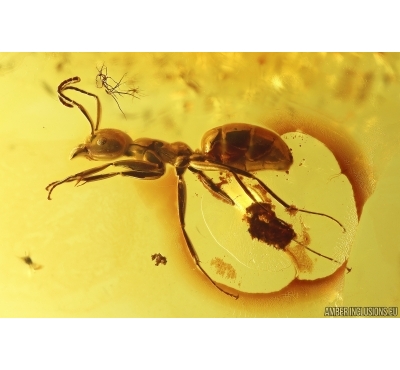Ant Formicidae Yantaromyrmex geinitzi. Fossil inclusion Baltic amber #12909