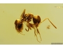 Ant Lasius schiefferdeckeri. Fossil insect Ukrainian Rovno amber #12910R