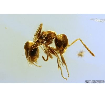 Ant Lasius schiefferdeckeri. Fossil insect Ukrainian Rovno amber #12910R
