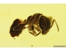 Ant Formicidae Ctenobethylus goepperti. Fossil insect Baltic amber #12911
