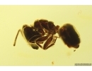Ant Formicidae Ctenobethylus goepperti. Fossil insect Baltic amber #12911