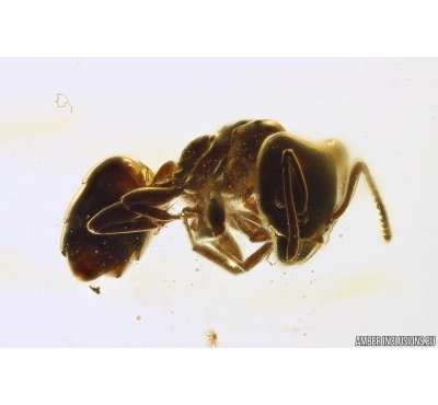 Ant Formicidae Ctenobethylus goepperti. Fossil insect Baltic amber #12911