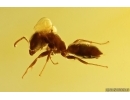 Nice Ant Formicidae Ctenobethylus goepperti. Fossil insect Baltic amber #12913