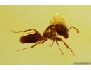Nice Ant Formicidae Ctenobethylus goepperti. Fossil insect Baltic amber #12913