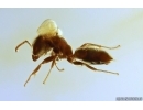 Nice Ant Formicidae Ctenobethylus goepperti. Fossil insect Baltic amber #12913