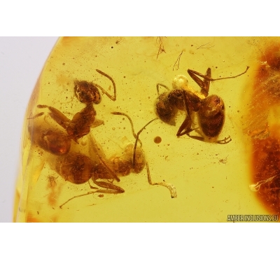 6 Rare Ants Formicidae Prenolepis henschei and Leaf. Fossil insects Baltic amber #12914