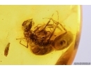 6 Rare Ants Formicidae Prenolepis henschei and Leaf. Fossil insects Baltic amber #12914