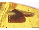 6 Rare Ants Formicidae Prenolepis henschei and Leaf. Fossil insects Baltic amber #12914