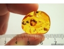 6 Rare Ants Formicidae Prenolepis henschei and Leaf. Fossil insects Baltic amber #12914