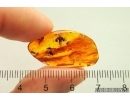 Ant Formicidae Gesomyrmex hoernesi, Rove beetle Staphylinidae Pselaphinae and More. Fossil inclusions Baltic amber #12915