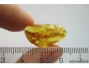 Rare Ant Formicidae Dolichoderus. Fossil inclusion Baltic amber #12918