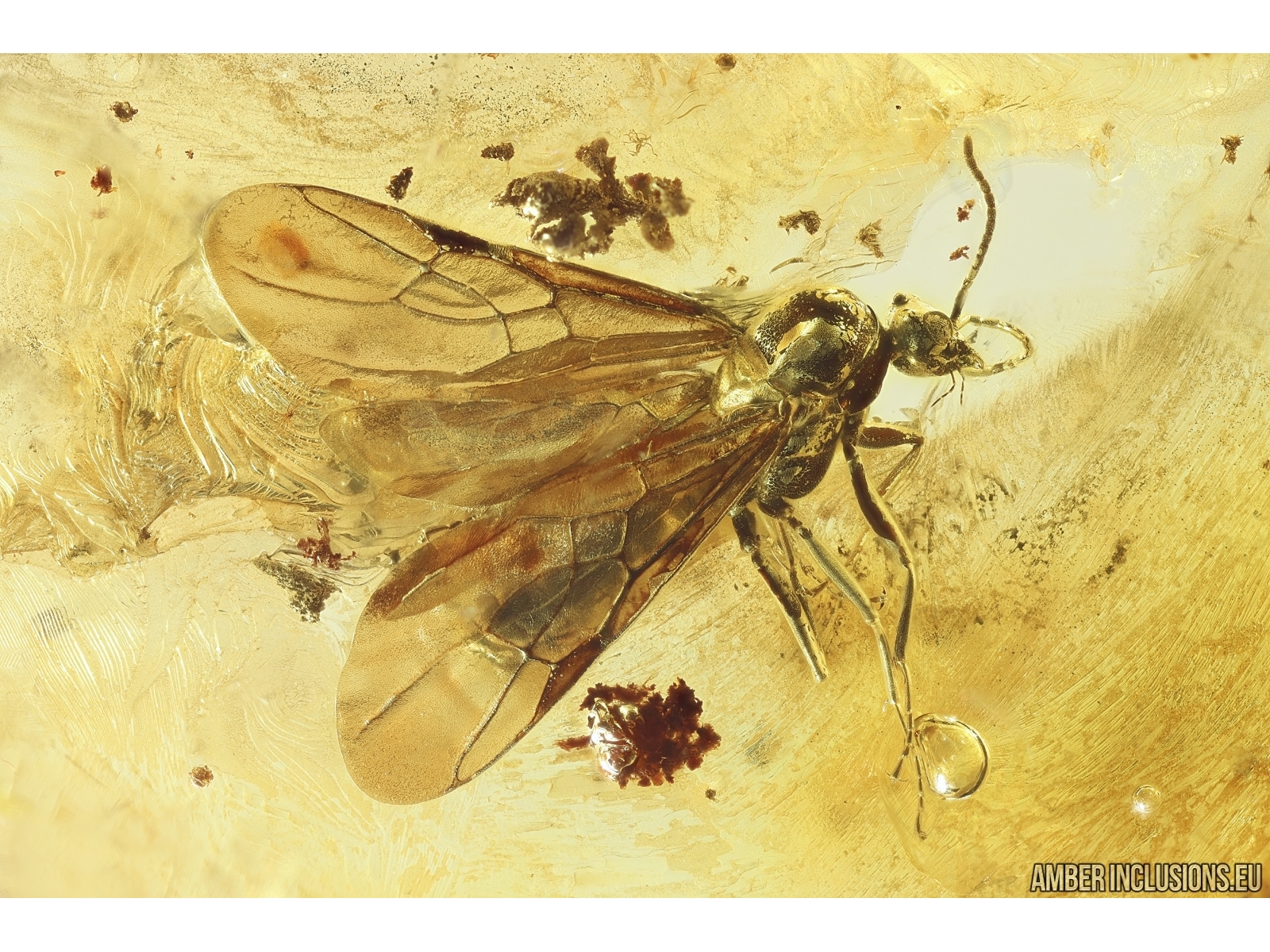 Rare Winged Ant Formicidae: Dolichoderus. Fossil inclusion Baltic amber ...