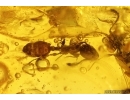 Rare Ant Formicidae Eotemnothorax gracilis and Wasp. Fossil inclusions Baltic amber #12924