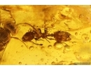 Rare Ant Formicidae Eotemnothorax gracilis and Wasp. Fossil inclusions Baltic amber #12924