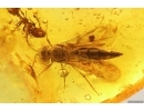 Rare Ant Formicidae Eotemnothorax gracilis and Wasp. Fossil inclusions Baltic amber #12924