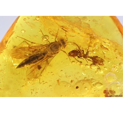 Rare Ant Formicidae Eotemnothorax gracilis and Wasp. Fossil inclusions Baltic amber #12924