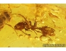 Rare Ant Formicidae Eotemnothorax gracilis and Wasp. Fossil inclusions Baltic amber #12924