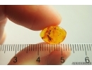 Rare Ant Formicidae Eotemnothorax gracilis and Wasp. Fossil inclusions Baltic amber #12924
